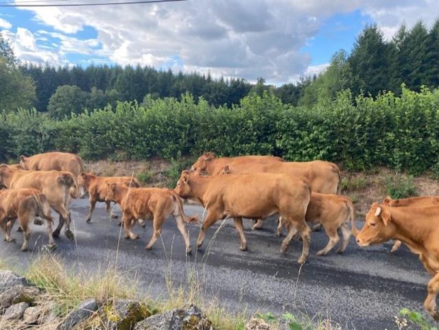 Maison De Campagne Sarroux エクステリア 写真